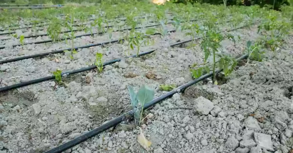 Resounding impact of Drip Irrigation on Productivity Drip irrigation system