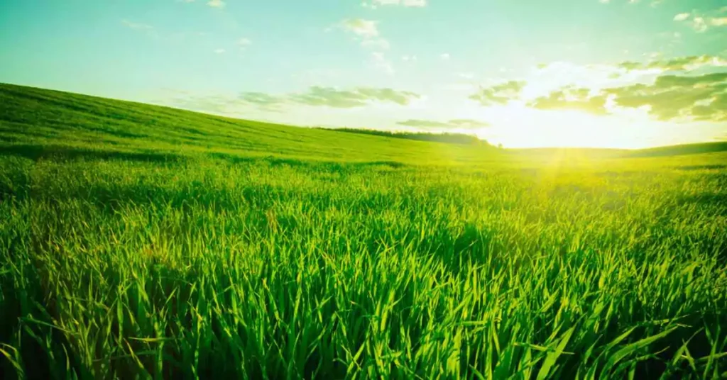 Resounding impact of Drip Irrigation on Productivity Environmental benefits of drip irrigation