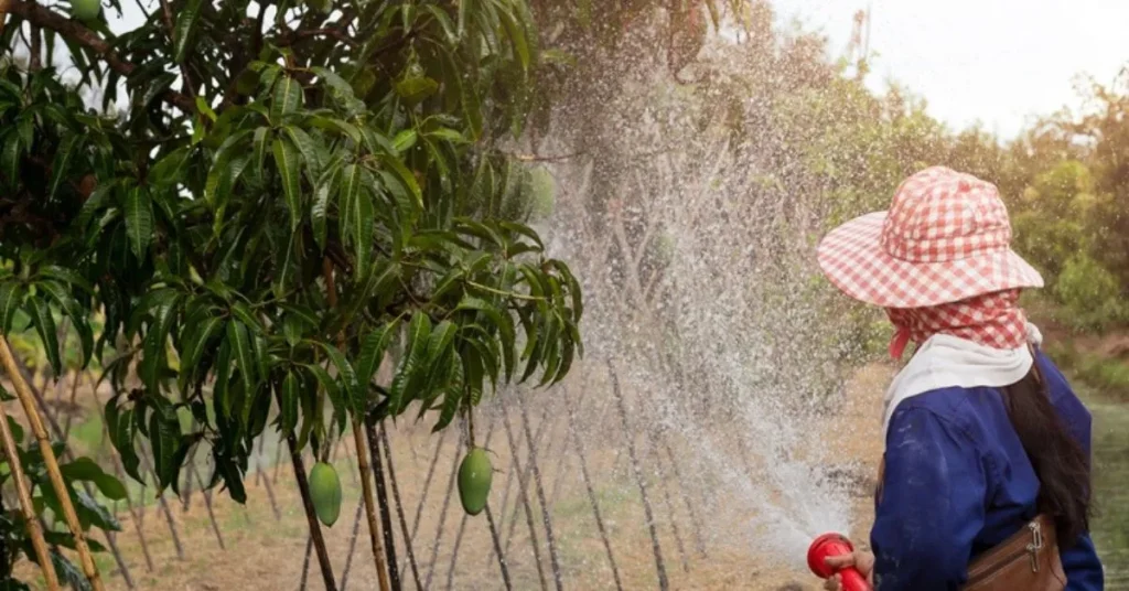 Banganapalli Mango: The Sweet, Fiberless Mango That South India Can't Get Enough Of Mango tree watering