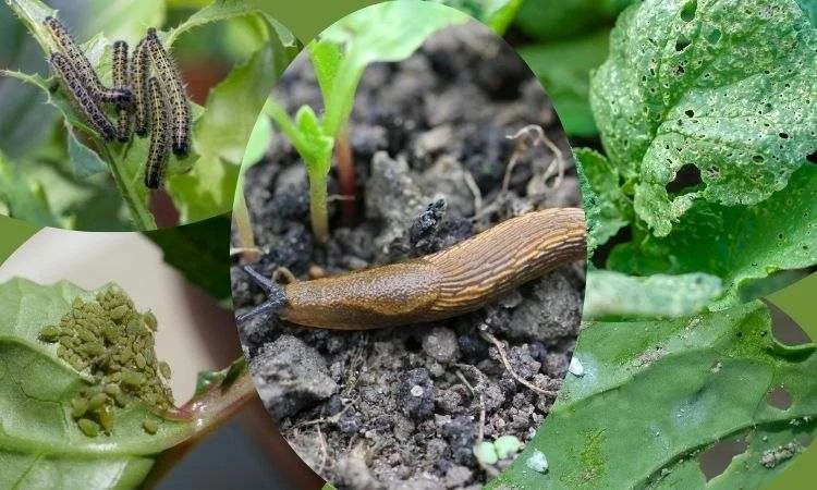 The 5 Key Daikon or White Radish Plant Growth Stages Pests and diseases in Daikon