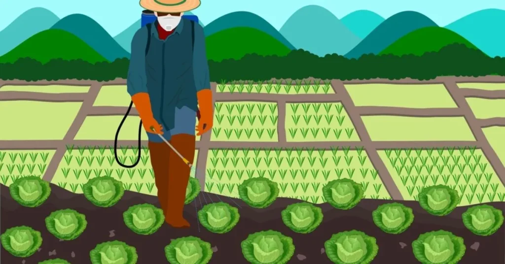 Cabbage Plant Growth Stages: From Seedling to Harvest Cabbage plant pest control
