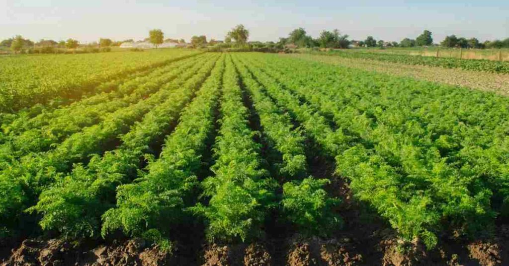 Carrot plant field