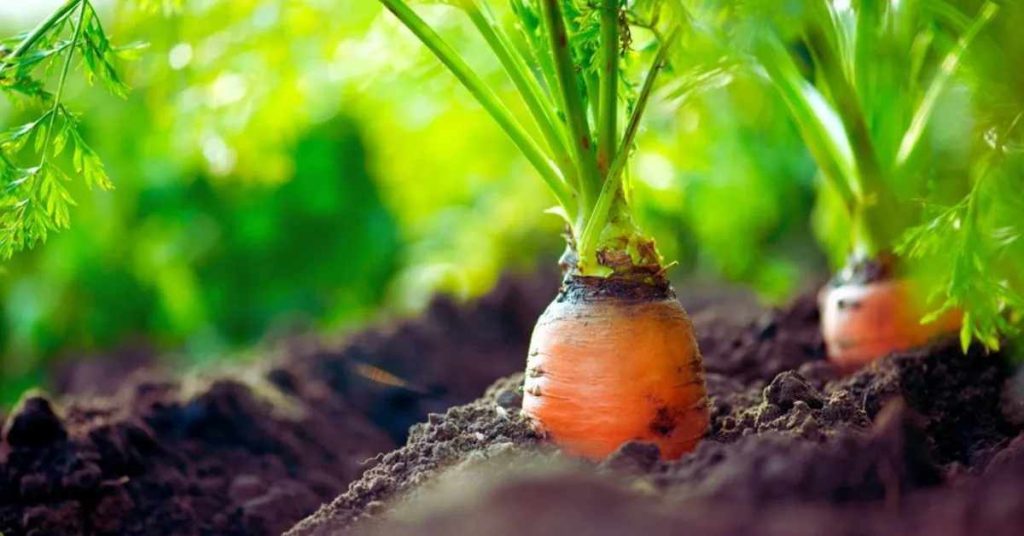 Carrots plant on soil