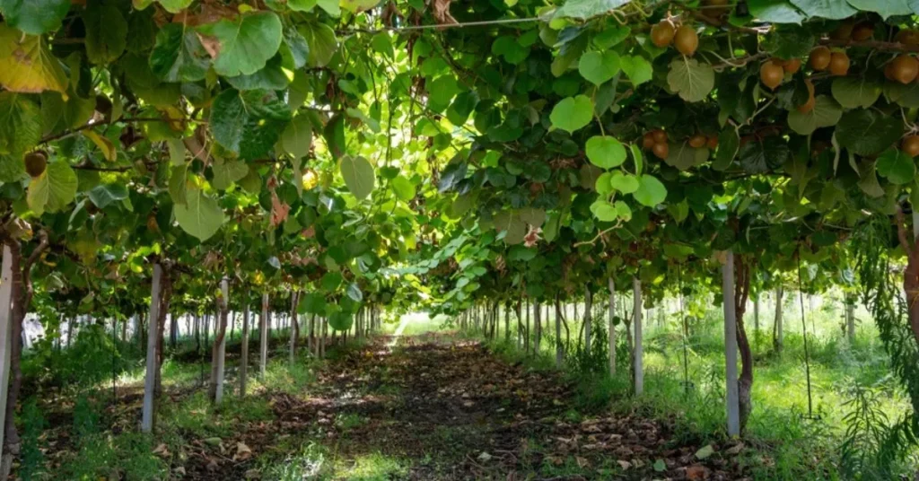 kiwi farm