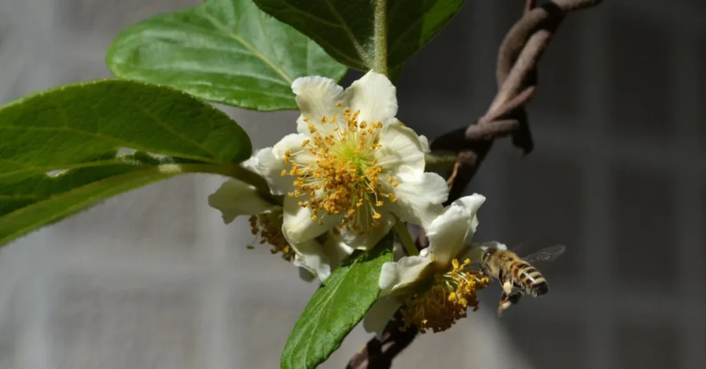 kiwi flower with bee