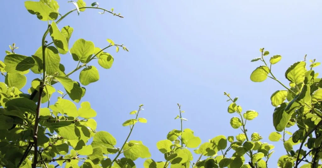 kiwi vine