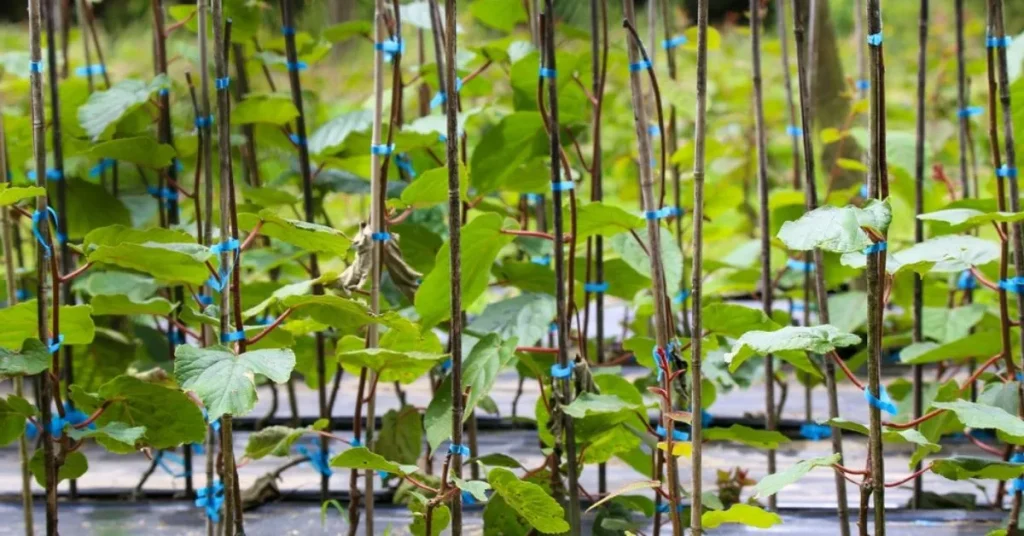kiwi vine support