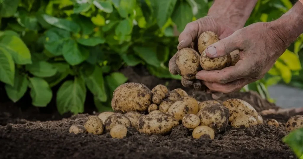 Growing Potatoes in a Laundry Basket: A Simple Guide to Urban Gardening potato harvesting