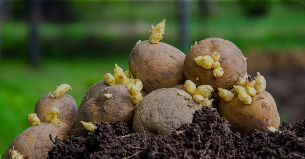 Growing Potatoes in a Laundry Basket: A Simple Guide to Urban Gardening potato seeds