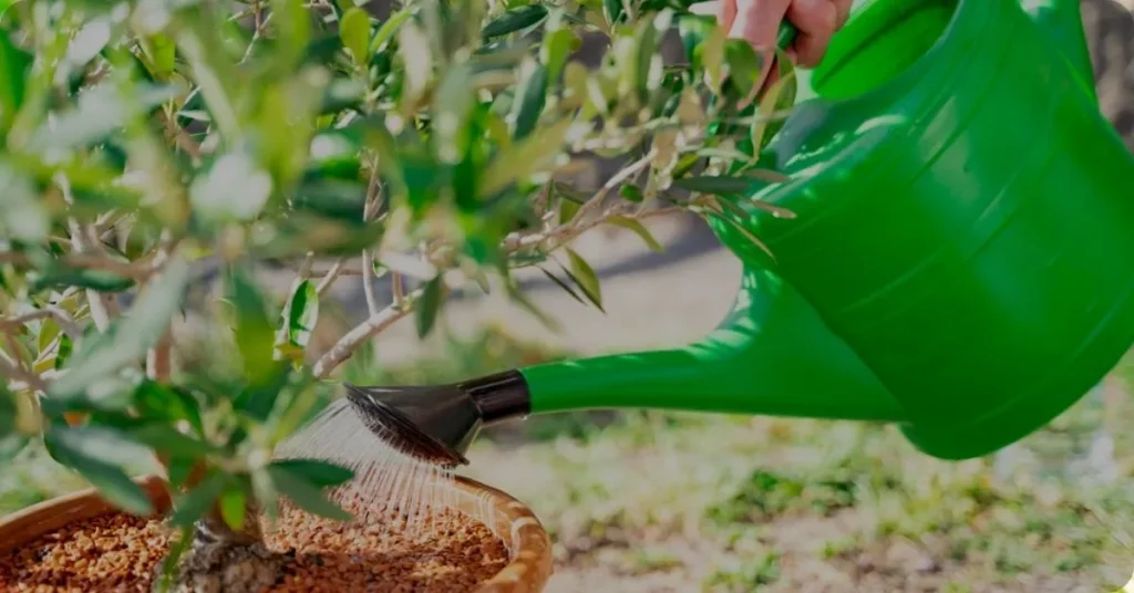 Growing Potatoes in a Laundry Basket: A Simple Guide to Urban Gardening Watering plant