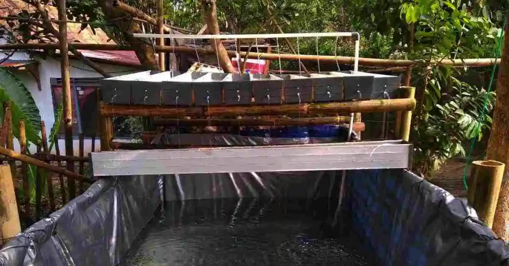 Aquaponics System Work in Vertical Farms