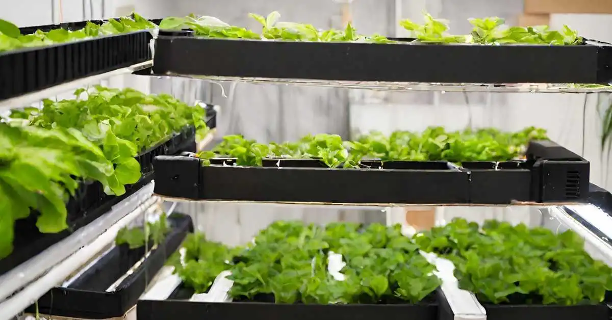 Aquaponics and Vertical Farming system