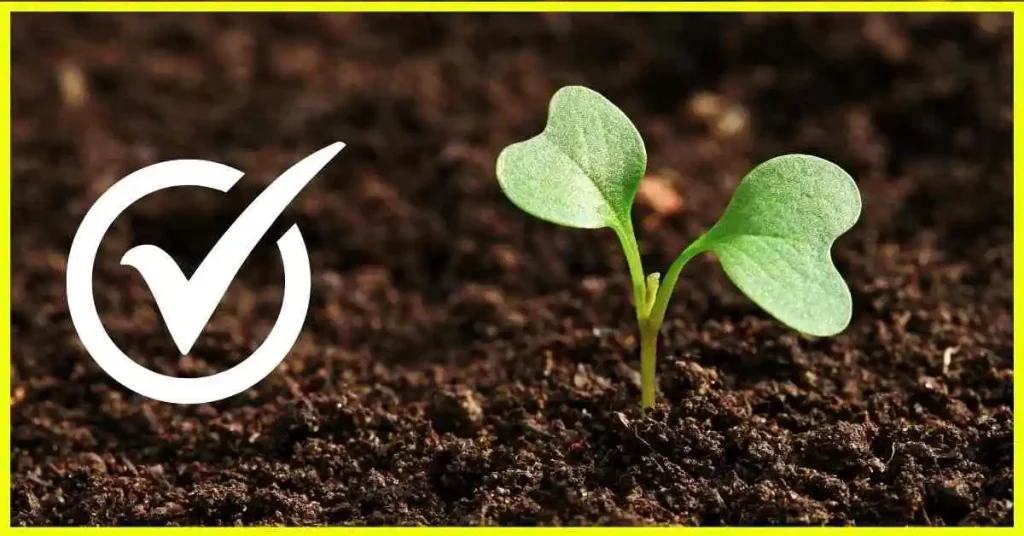 Soil Requirement for Growing Carrots and Beets Choice for Growing Carrots and Beets