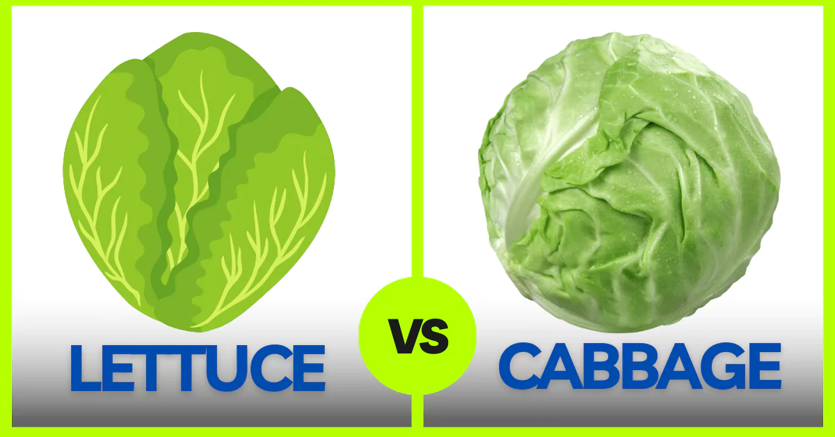 Comparing lettuce and cabbage