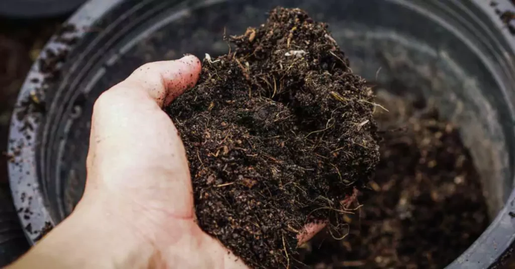 Container Soil Mix for Growing Lettuce Indoor