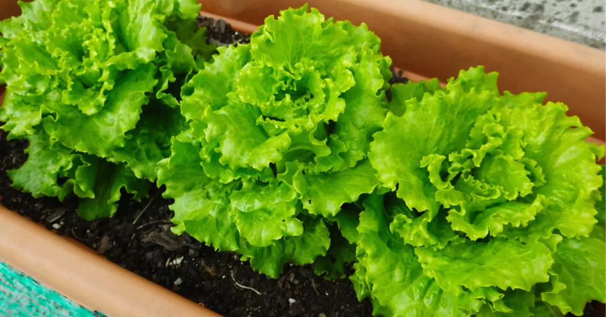 Growing Lettuce Indoors