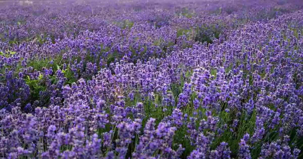 Grow Lavender Plant