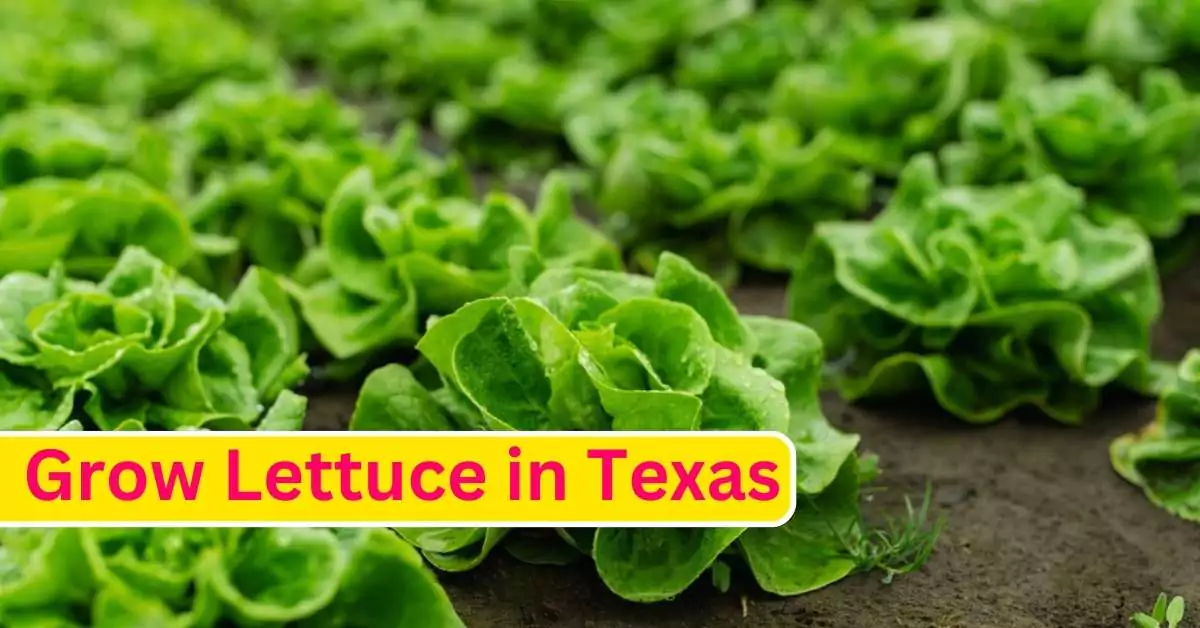 Grow Lettuce in Texas