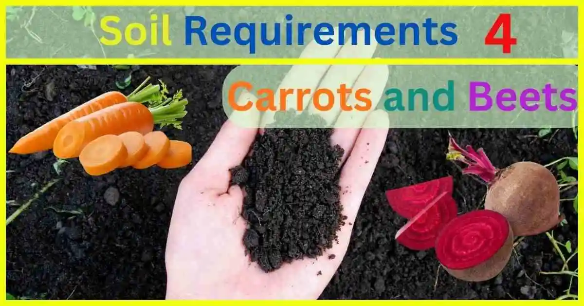 Growing Carrots and Beets in soil