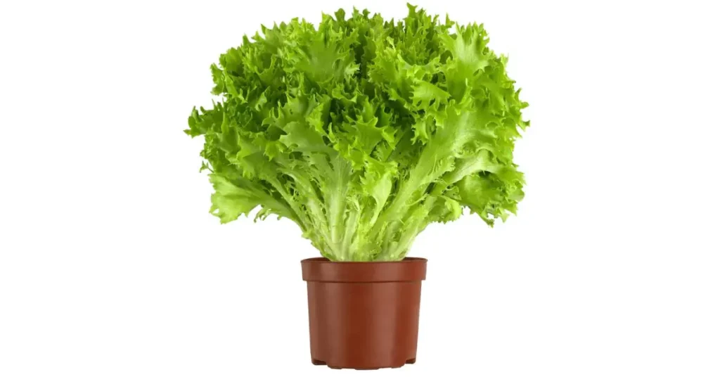 Growing lettuce indoor Soil Pot