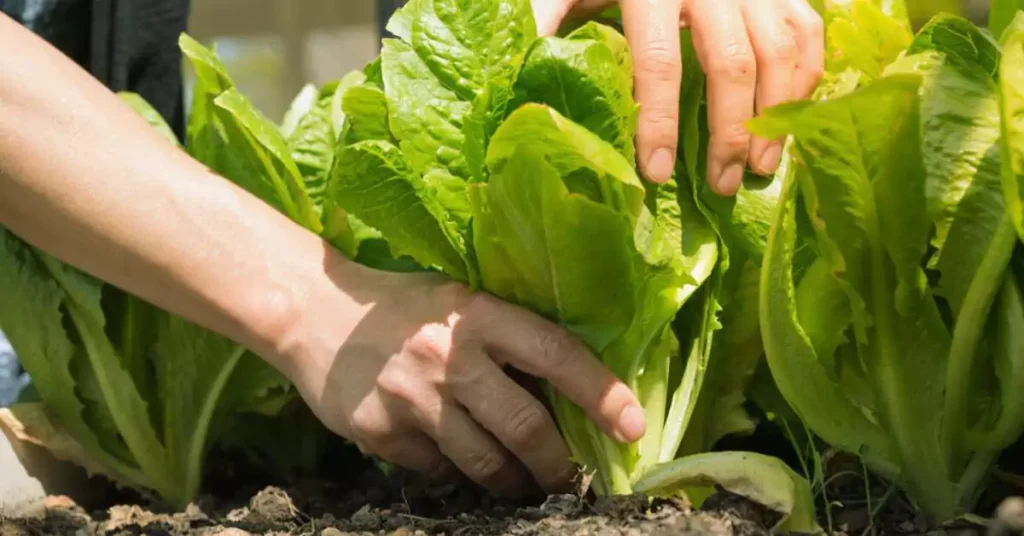 Harvesting Growing Lettuce Indoor