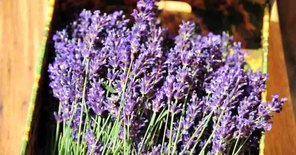 A Complete Guide to Grow Lavender Plant Harvesting and Drying Lavender plant
