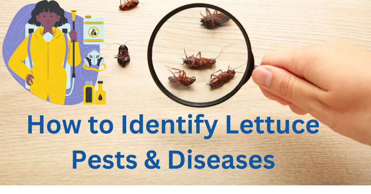 Identifying common lettuce pests and diseases