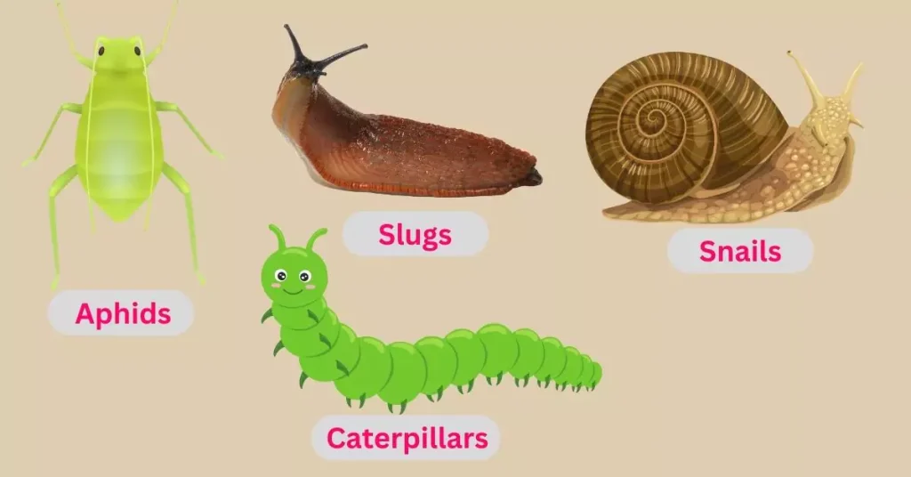  common lettuce pests