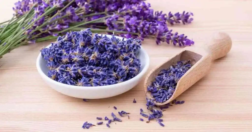 A Complete Guide to Grow Lavender Plant Lavender plant Seedlings