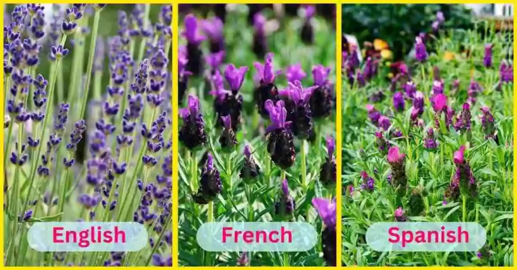 A Complete Guide to Grow Lavender Plant Lavender plant Variety to Cultivate