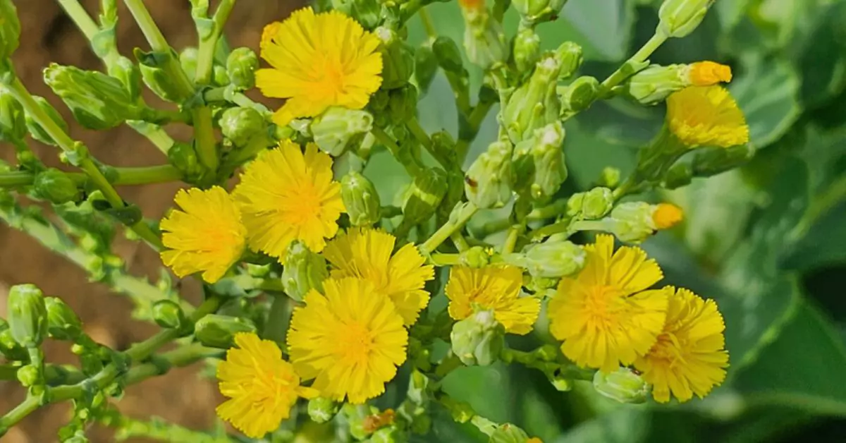 Lettuce flowering stage