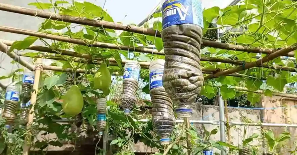 Maximizing Farm Production Through Multi-layer Farming Multi-layer crop farming