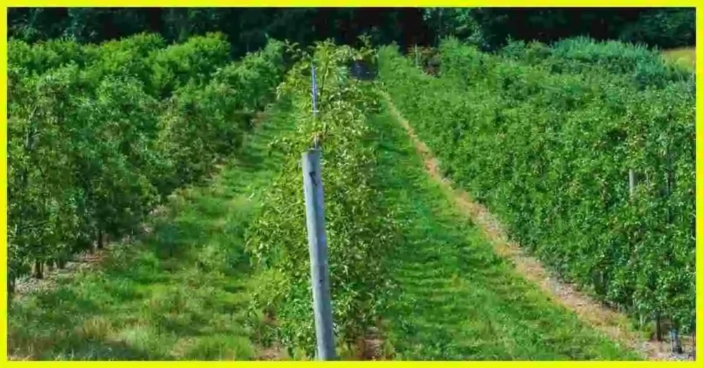 Orchard and Vineyards