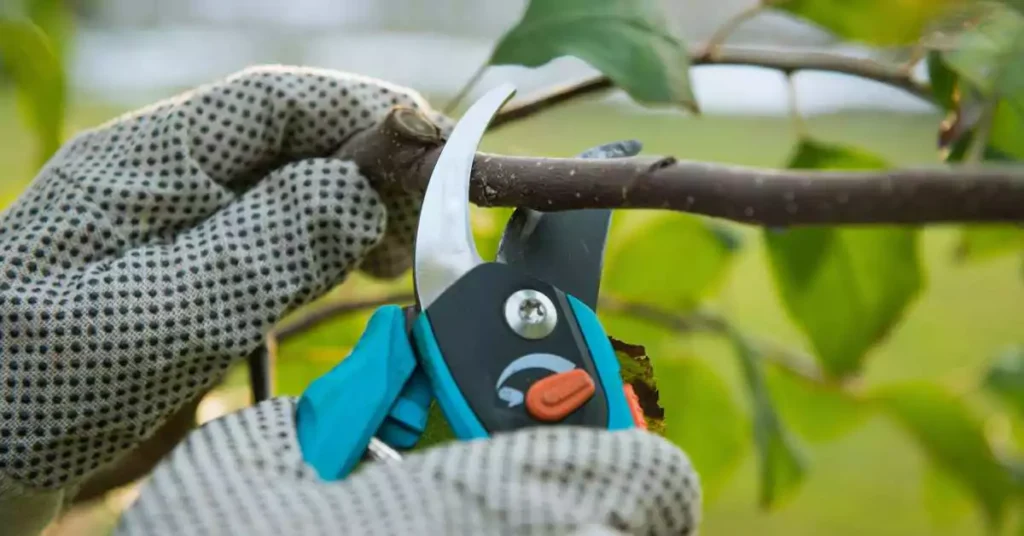 Optimal Pruning Guide: How & When to Prune Fruit Trees Prune fruit trees by cutter