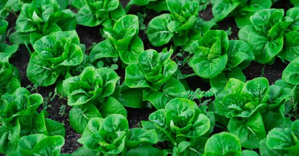 Site Selection for Optimal Lettuce Growth in Texas