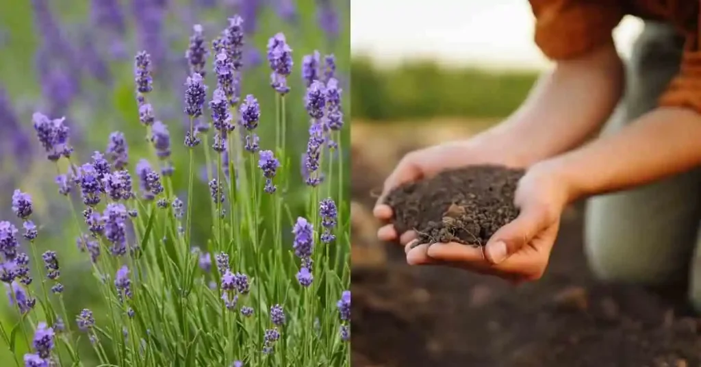 A Complete Guide to Grow Lavender Plant Soil for Lavender plant Cultivation