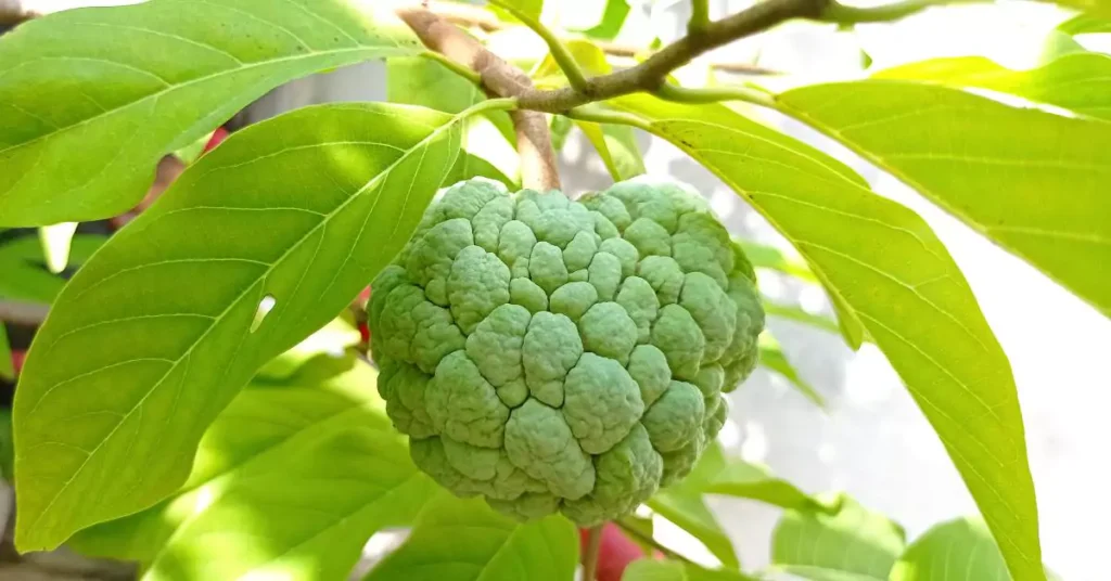 Sugar apple fruit hanging on the branch of tree