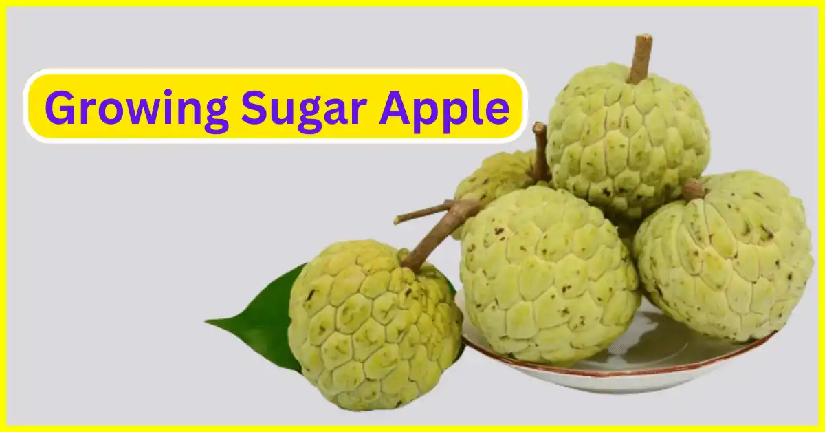 Sugar apple fruit served on plate after plucked from tree