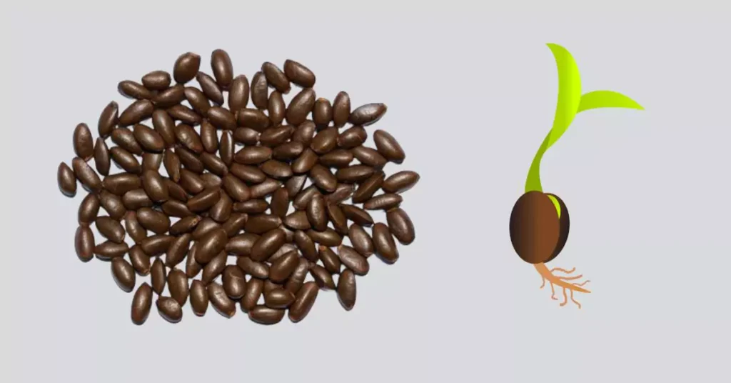 Sugar apple tree germination from se