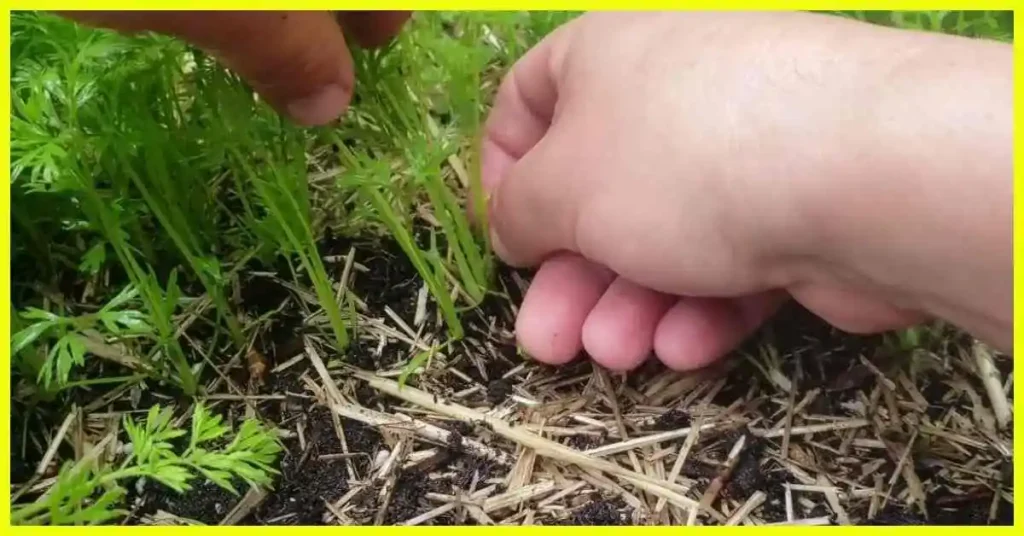 How to Thin and Transplant Carrot Seedlings Thin Carrot Seedlings