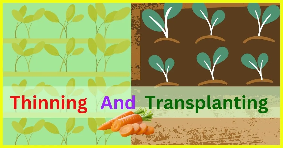 Thin and Transplant Carrot Seedlings
