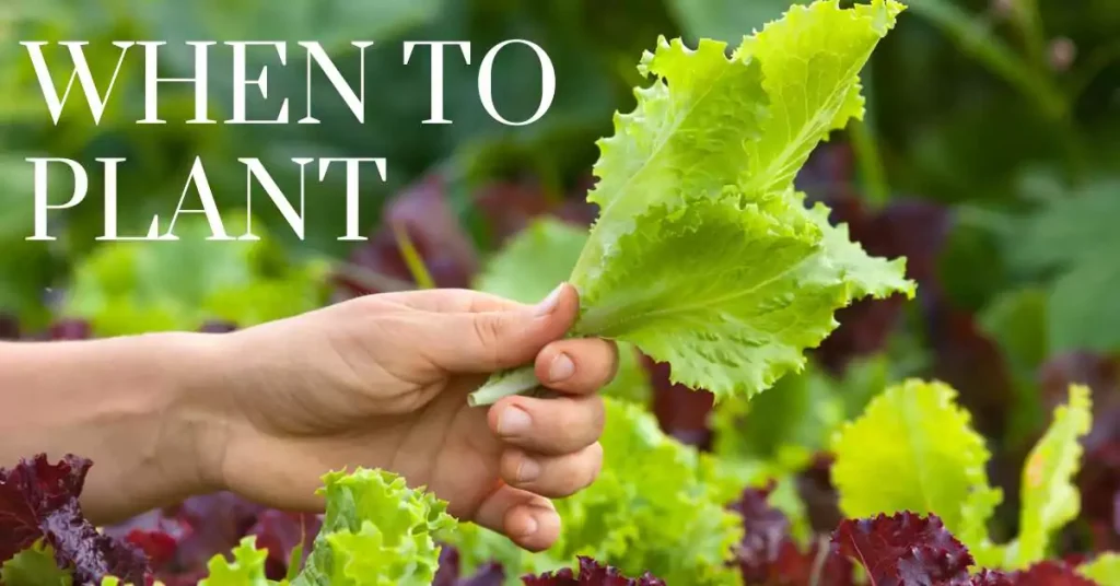 Time to grow lettuce in Texas