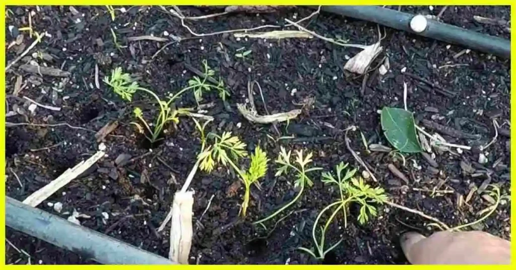 How to Thin and Transplant Carrot Seedlings Transplant Carrot Seedlings