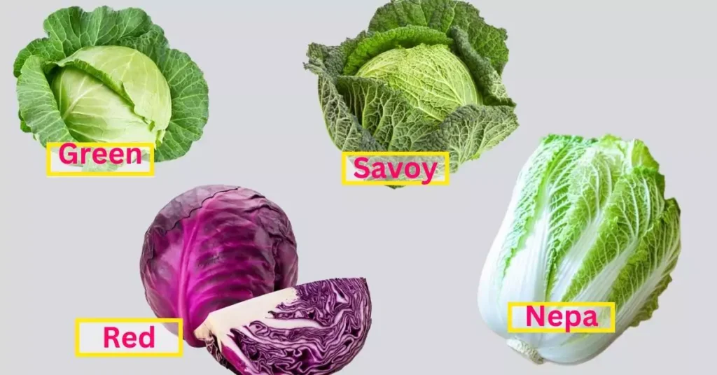 Varieties of cabbage