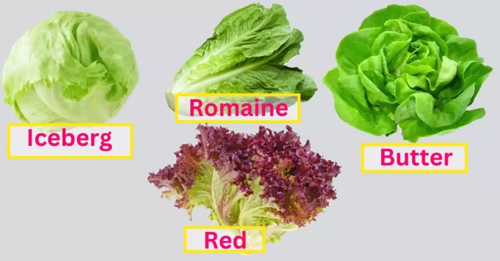 Varieties of lettuce