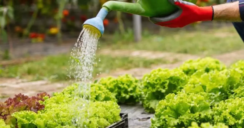 Watering for Growing Lettuce Indoor