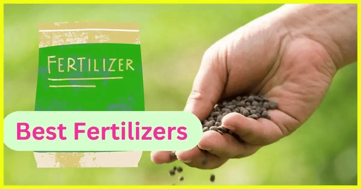 best fertilizers for mango trees