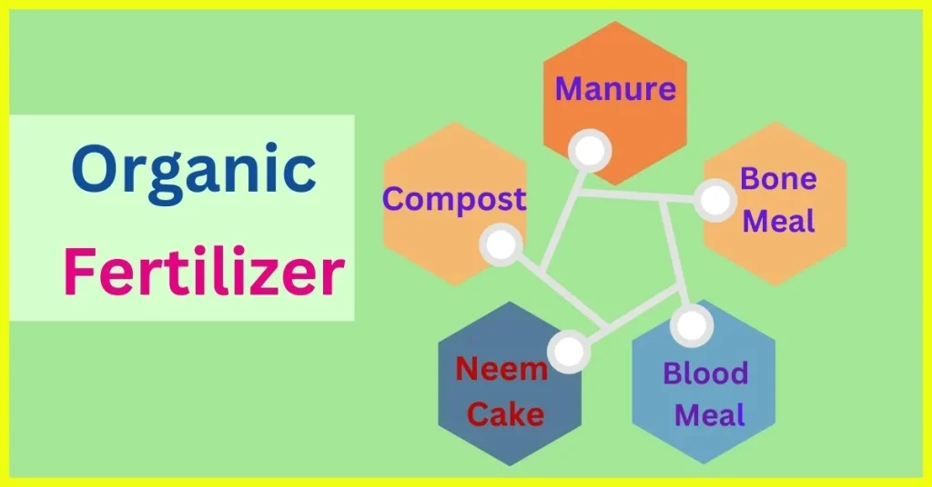 Best Fertilizers for Mango Trees: When and How to Apply best organic fertilizer for mango trees