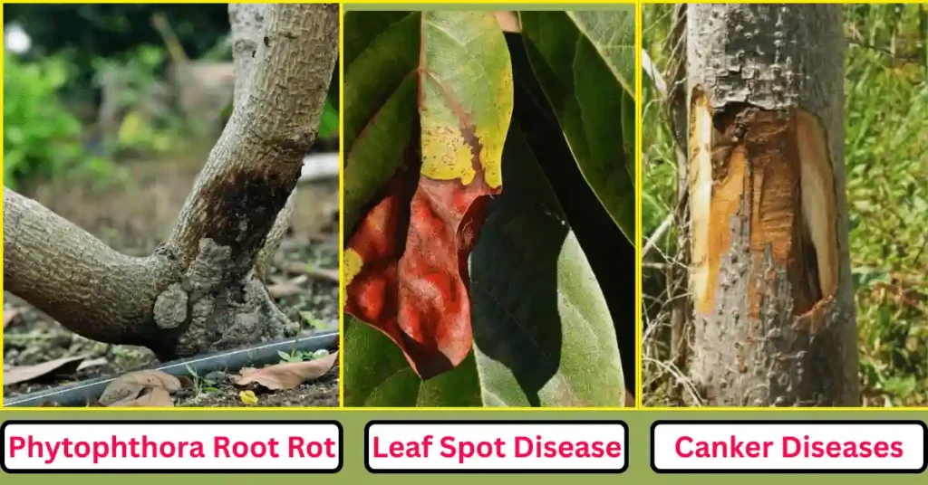 Avocado Tree Disease: Causes, Symptom, and Prevention Techniques Picture showing different avocado tree disease