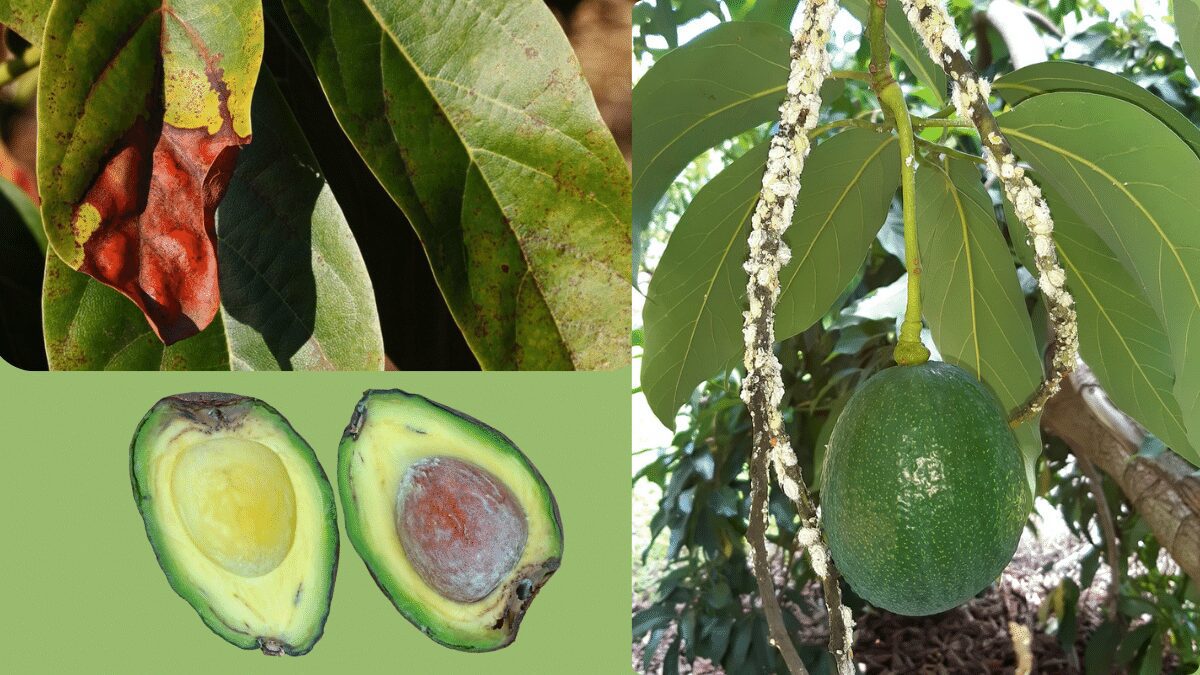 Avocado tree disease symptoms